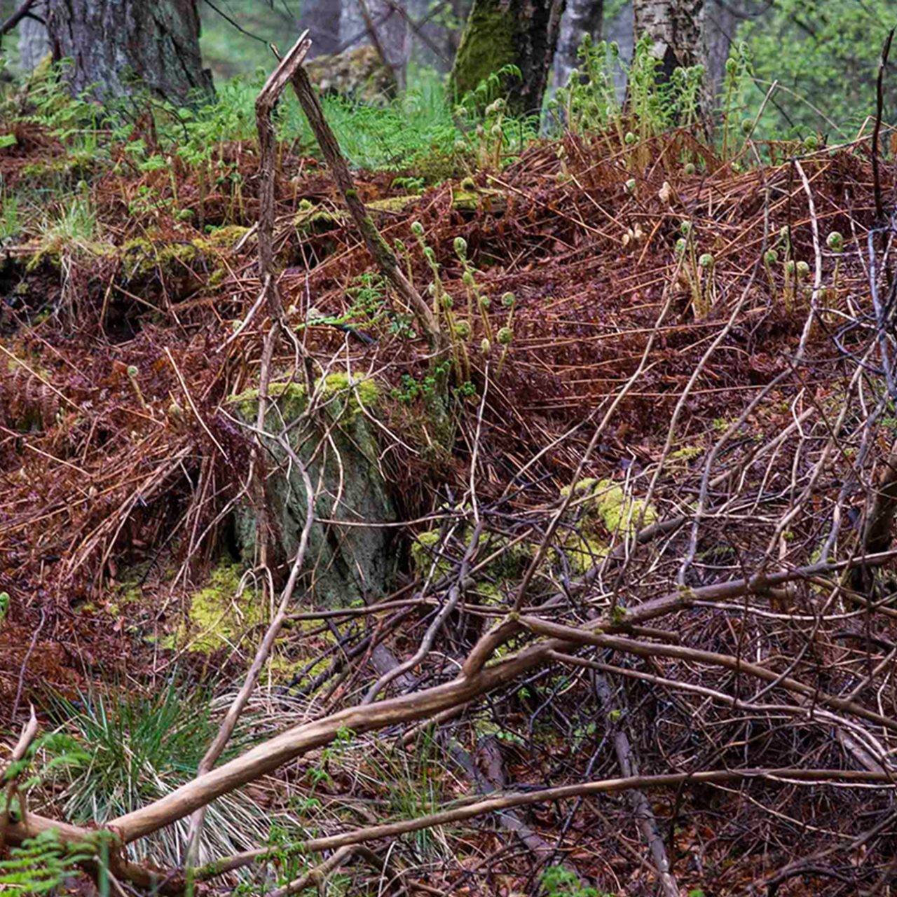 Forestry residue