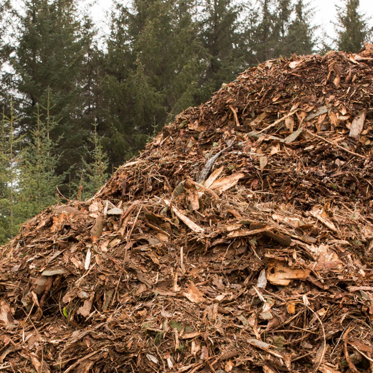 Pile of chipped wood