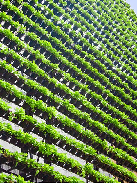 Green growth on the outside of an office wall