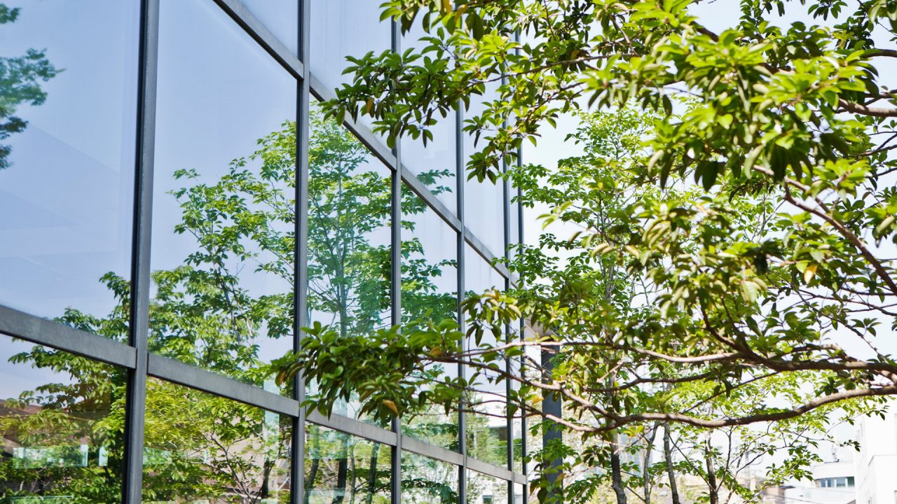 Bright green tree and it's reflection in a corporate building